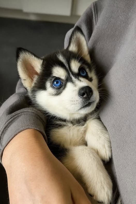 Luna - Agouti & White Siberian Husky